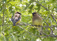 Cedar Waxwings